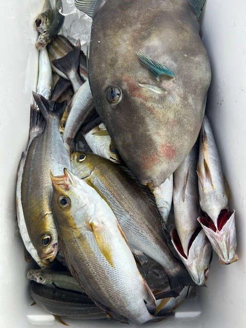 アジ(マアジ)・イサキ・ウマズラハギ(ウマヅラハギ)