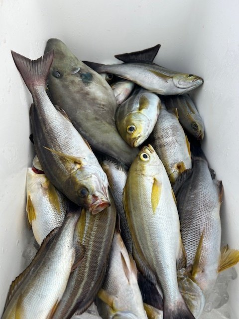 アジ(マアジ)・ソウダガツオ(ヒラソウダ)