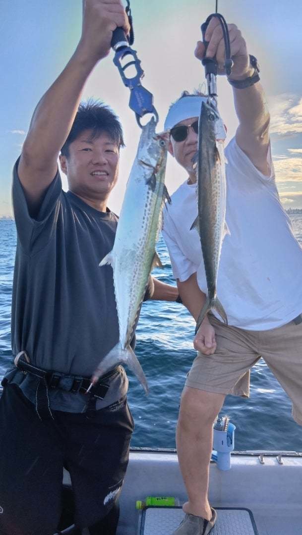 サゴシ(サワラ)