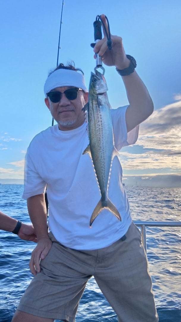 サゴシ(サワラ)