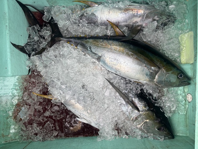 キハダマグロ(キハダ)