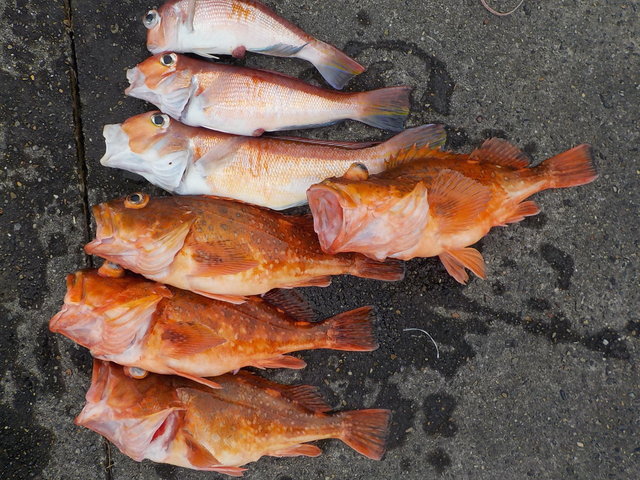 アマダイ(アカアマダイ)・カンコ(ウッカリカサゴ)