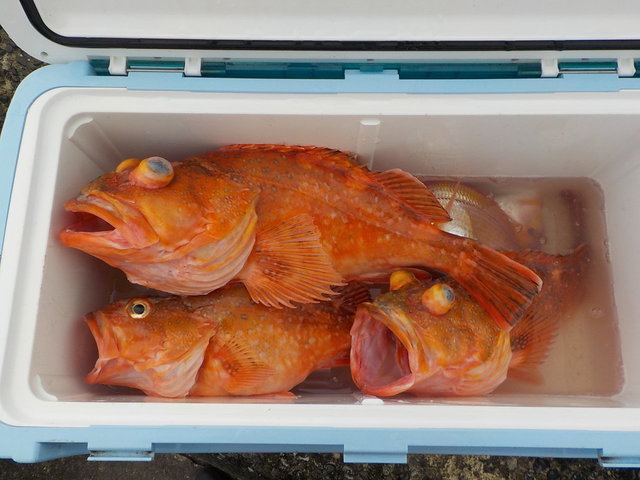 カンコ(ウッカリカサゴ)