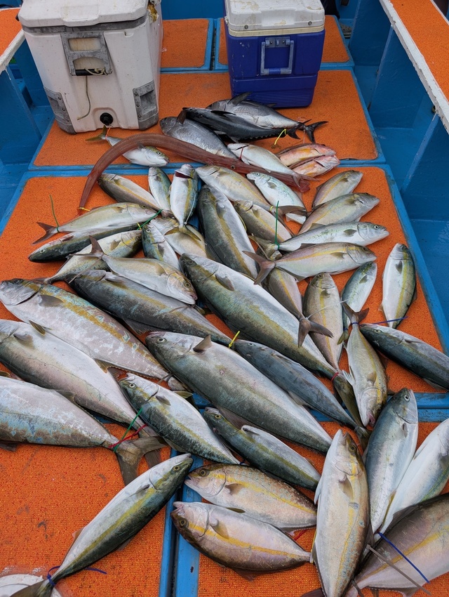 ヤズ(ブリ)・ヒラマサ・ネリゴ(カンパチ)