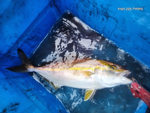 シオ(カンパチ)