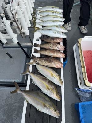 オオモンハタ・ハマチ(ブリ)・シオ(カンパチ)