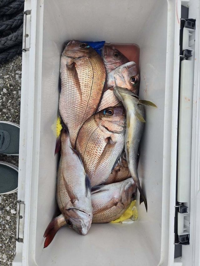 マダイ・イサキ