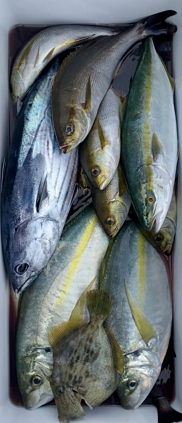 シマアジ・イナダ(ブリ)・イサキ・ホンガツオ(カツオ)