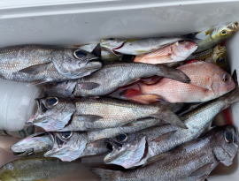 マダイ・イサキ・クロムツ