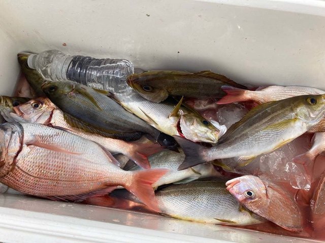 マダイ・ハナダイ(チダイ)・イサキ