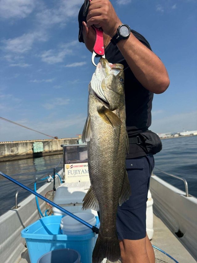 シーバス(スズキ)