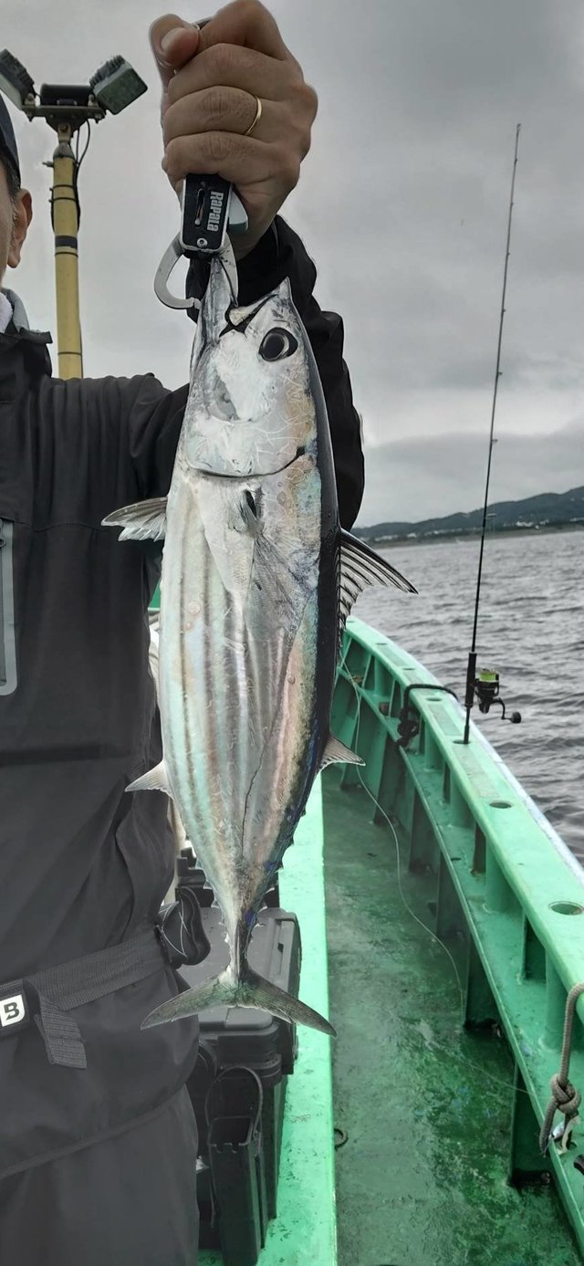 ホンカツオ(カツオ)