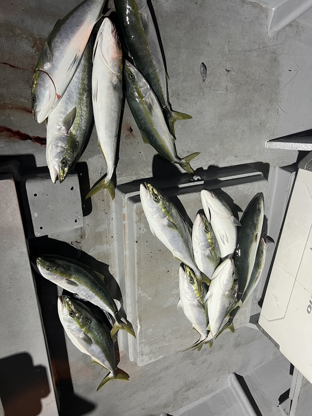 ブリ・メジロ(ブリ)