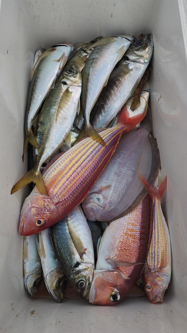 アジ(マアジ)・アカアマダイ・イトヨリ(イトヨリダイ)