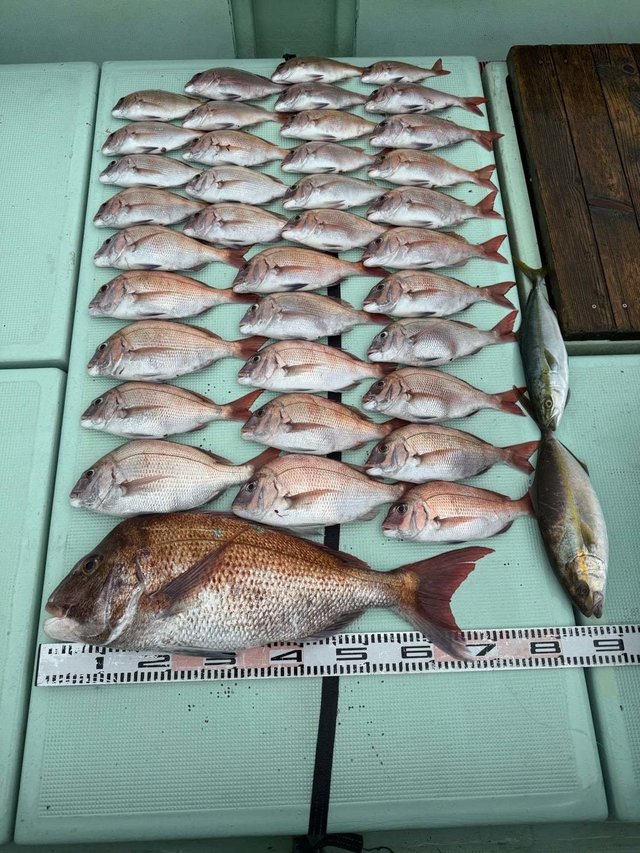 マダイ・ハマチ(ブリ)・カンパチ