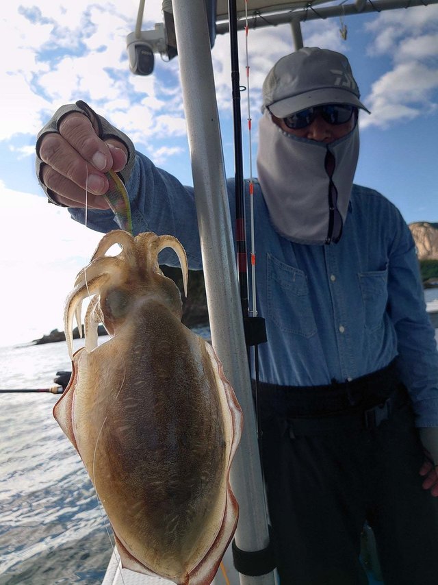 モンゴウイカ(カミナリイカ)