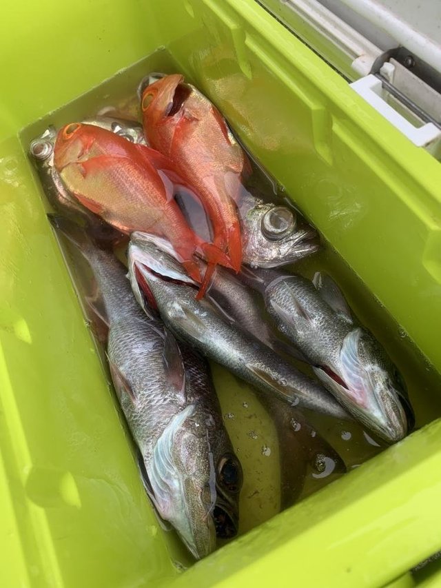 クロムツ・ユメカサゴ・キンメ(キンメダイ)・シロムツ(オオメハタ)