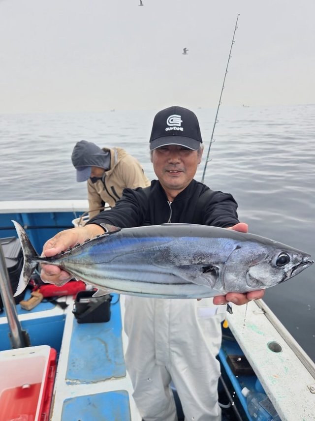 ホンカツオ(カツオ)