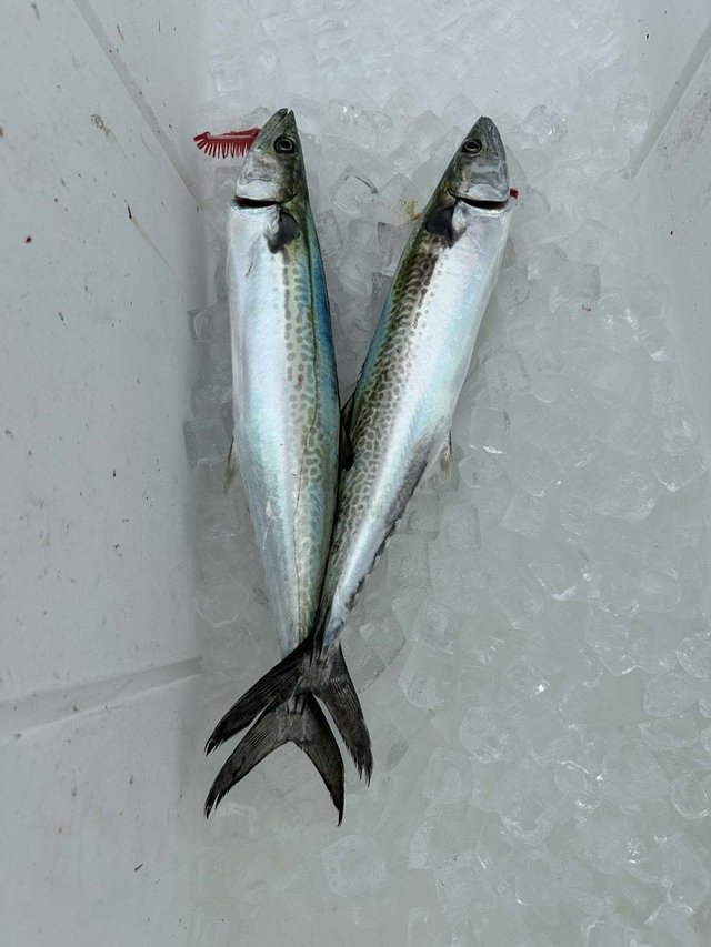 サゴシ(サワラ)