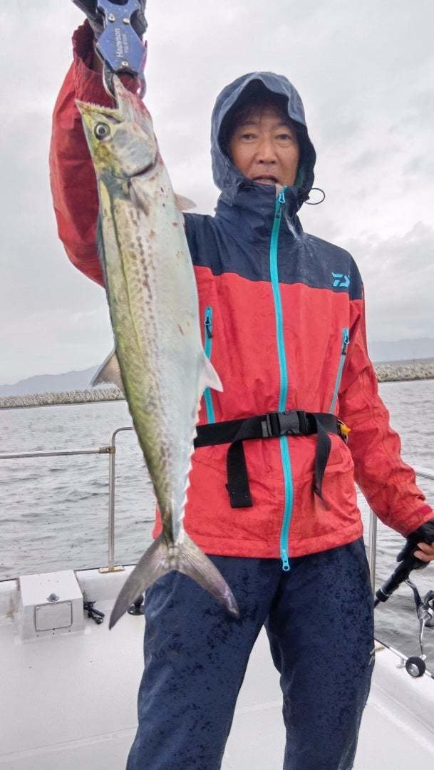 サゴシ(サワラ)