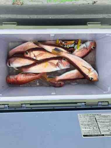 アマダイ(アカアマダイ)・ヒメコダイ