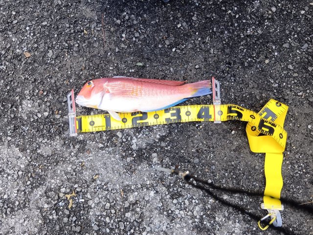 アマダイ(アカアマダイ)