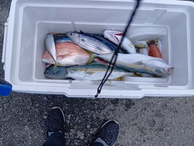 マダイ・メジナ・アジ(マアジ)・イナダ(ブリ)・カツオ