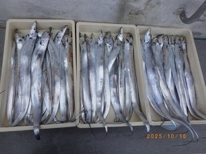 タチウオ