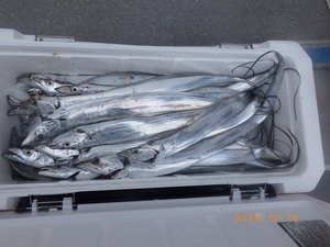 タチウオ