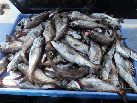 satoshimaru様 最新の釣果 聡丸