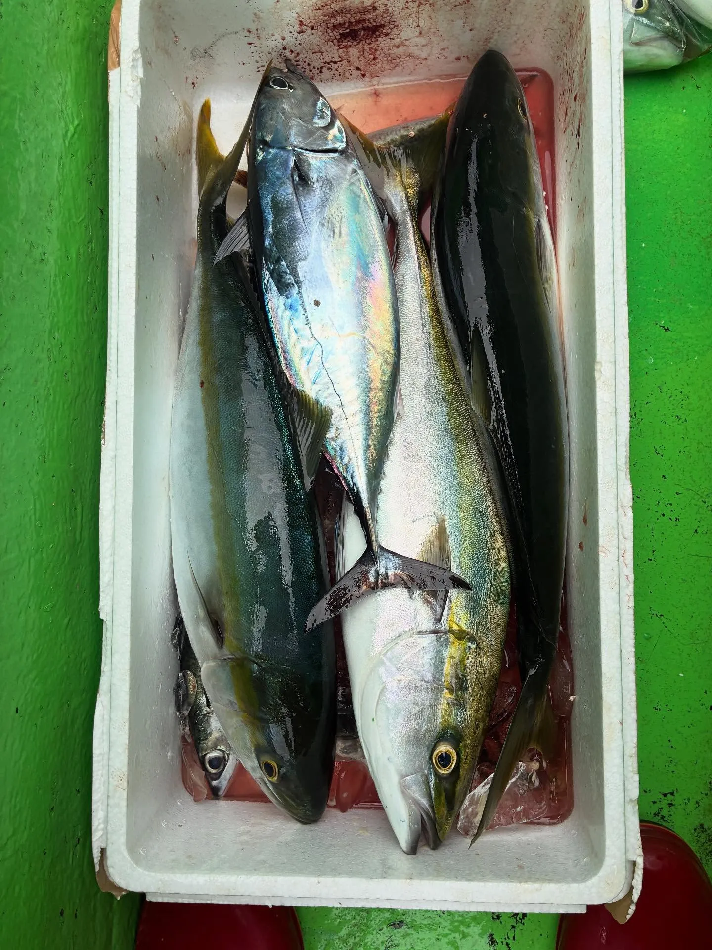 ワラサ(ブリ)・ヤイトガツオ(スマ)