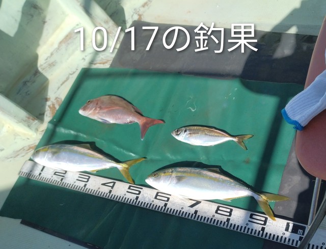 マダイ・マアジ・ハマチ(ブリ)