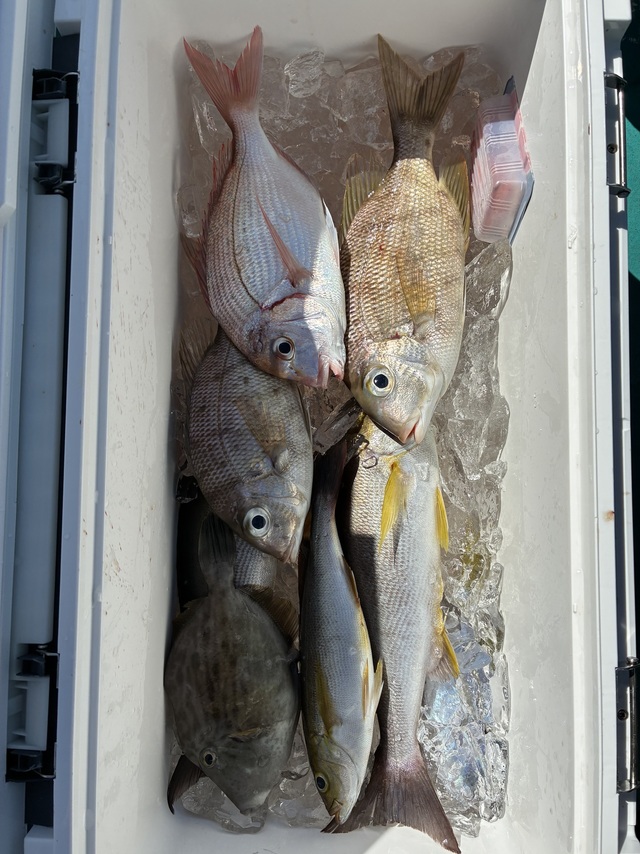 チダイ・メイチダイ