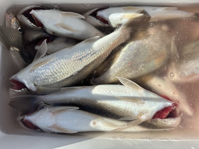 イシモチ(シログチ)