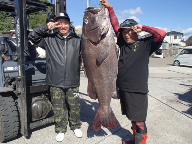 イシナギ(オオクチイシナギ)