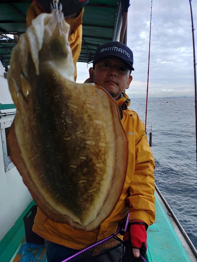 ハリイカ(コウイカ)