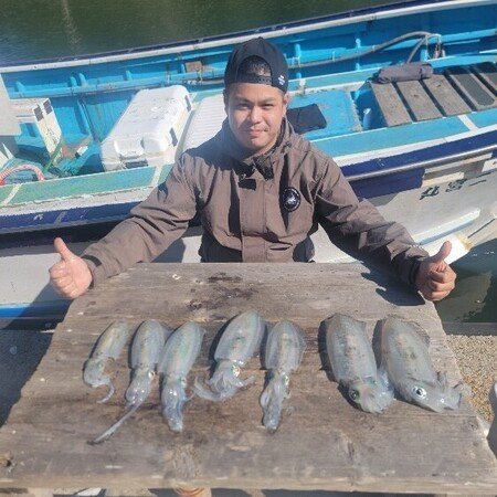 アオリ(アオリイカ)