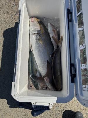 マダイ・ハマチ(ブリ)・カンパチ・シオ(カンパチ)