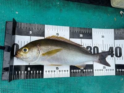 イサギ(イサキ)