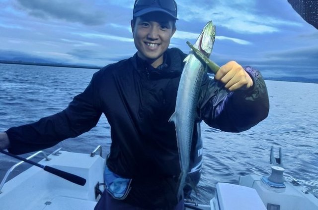 サゴシ(サワラ)