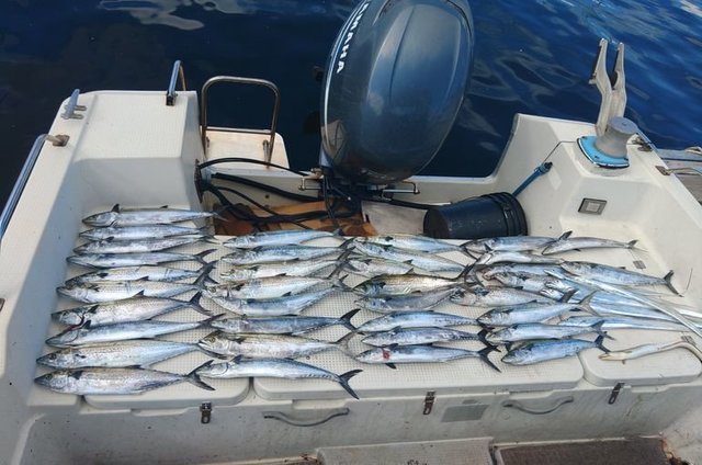 サゴシ(サワラ)・タチウオ・ハモ