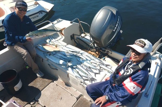 ハマチ(ブリ)・サワラ・サゴシ(サワラ)・タチウオ