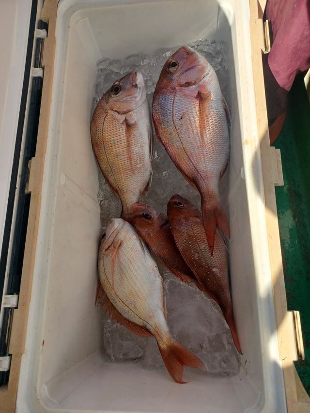 マダイ・ハナダイ(チダイ)