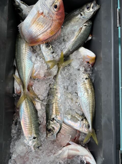 レンコダイ(キダイ)・マアジ