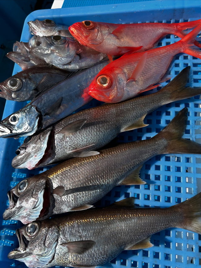 クロムツ・キンメダイ・シロムツ(オオメハタ)