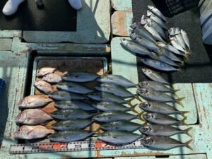 マダイ・マアジ・ハマチ(ブリ)・マサバ