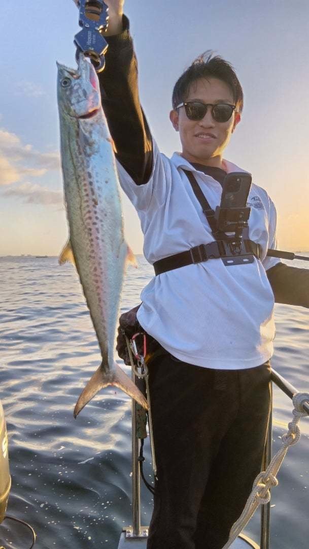 サゴシ(サワラ)