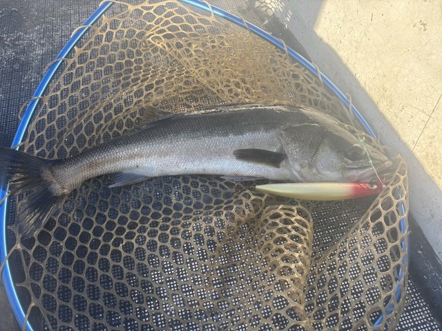 シーバス(スズキ)