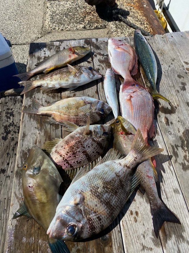 マダイ・メイチダイ・イサキ・ウマ(ウマヅラハギ)