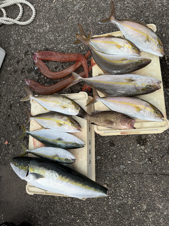 メジロ(ブリ)・カンパチ